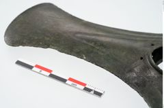 Foto von Bronzeflügelortband (NHMW-PRAE-024622)